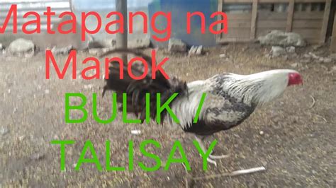 Bulik VS Talisayin .